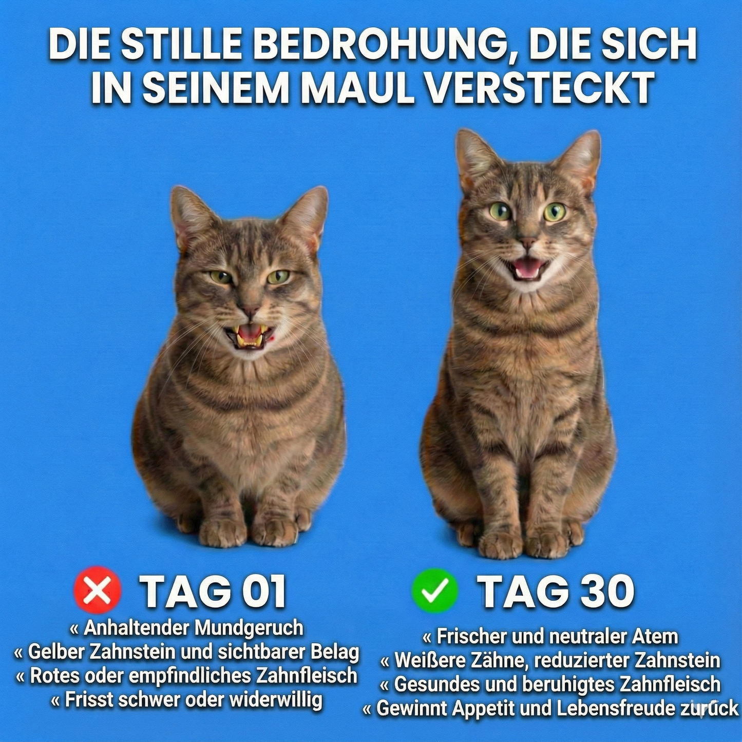 Dentallösung+ – Zahnpflege-Mittel für Katzen