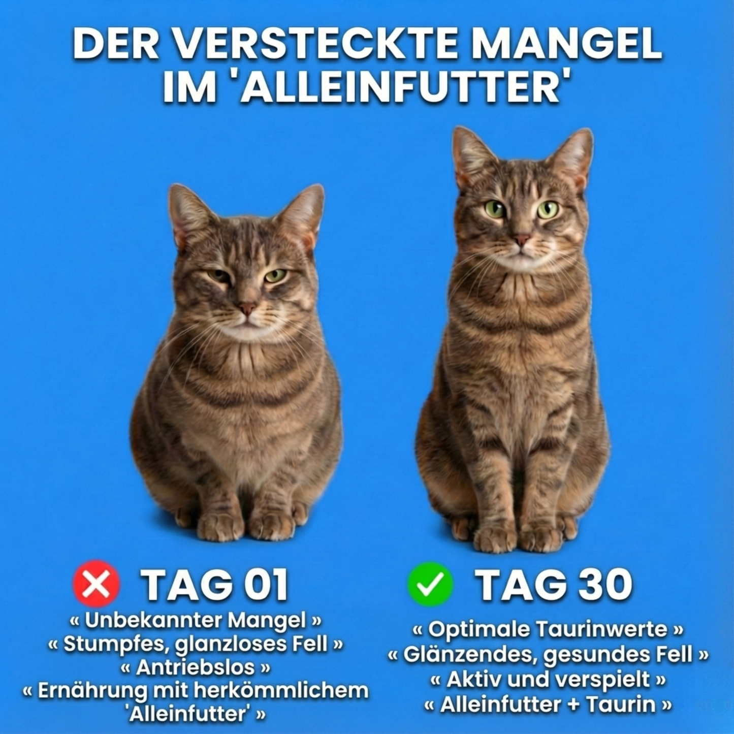 PureTaurine+ – Die Nr. 1 Empfehlung von Tierärzten