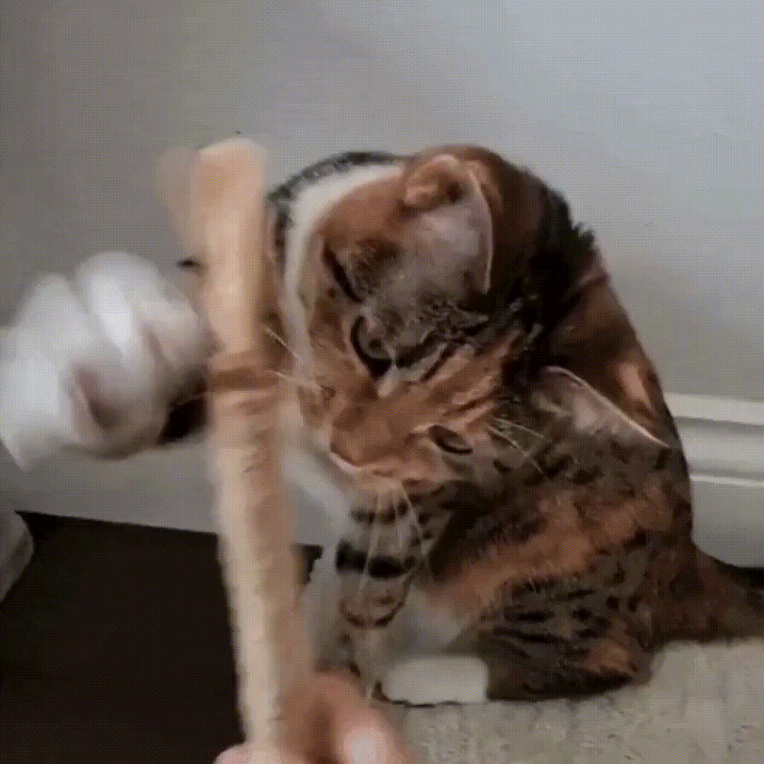 3x Zahnpflege-Kaustangen